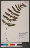 Cornopteris decurrenti-alatum (Hook.) Nakai s