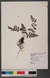 Cornopteris fluvialis (Hayata) Tagawa js