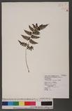 Cornopteris fluvialis (Hayata) Tagawa js