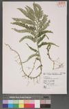 Selaginella leptophylla Bak. f