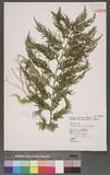 Selaginella leptophylla Bak. f