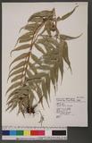 Asplenium vulcanicum Blume K