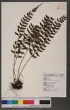 Asplenium planicaule Wall. ex Hook. ׸K