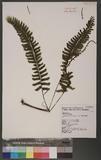 Asplenium cheilosorum Kunze ex Mett. ճK