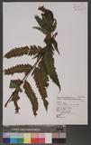 Tectaria subtriphylla (Hook. & Arn.) Copel. Te