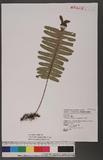 Polypodiodes niponica (Mett.) Ching