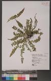 Asplenium incisum Thunb. YK