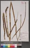 Equisetum hyemle L. subsp. affine (Engelm.) Calder & Roy Taylor