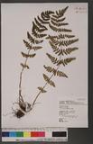 Woodsia obtusa (Spreng) Torrey