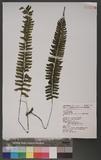 Asplenium cheilosorum Kunze ex Mett. ճK