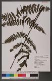 Cornopteris decurrenti-alatum (Hook.) Nakai s