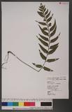 Asplenium wrightii Eaton ܤK