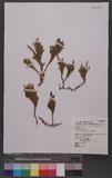 Lycopodium juniperoideum Sw. ɬf