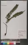 Asplenium cheilosorum Kunze ex Mett. ճK