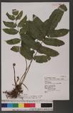 Dictyodroma formosana (Rosenst.) Ching z