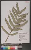 Asplenium formosae Christ nK