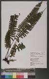 Asplenium cheilosorum Kunze ex Mett. K