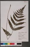 Cornopteris decurrenti-alatum (Hook.) Nakai s