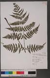 Cornopteris fluvialis (Hayata) Tagawa js