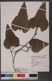 Aristolochia kaempferi Willd. j¹a