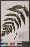 Cornopteris decurrenti-alatum (Hook.) Nakai s