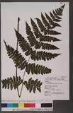 Cornopteris decurrenti-alatum (Hook.) Nakai s