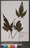 Tectaria subtriphylla (Hook. & Arn.) Copel. Te