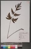Ctenitopsis fuscipes (Wall.) C. Chr. ex Tard. Blot & C. Chr. ̪Fؤ