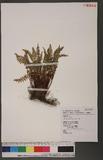 Woodsia polystichoides Eaton 