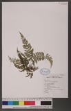 Asplenium tenuifolium Don K