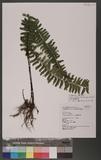 Asplenium cheilosorum Kunze ex Mett. ճK