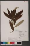 Ficus formosana Maxim. forma shimadai Hayata ӸѥPG