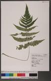 Athyriopsis japonica (Thunb.) Ching \