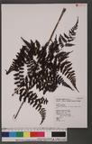 Cornopteris fluvialis (Hayata) Tagawa js