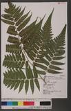 Athyrium virescens Kunze \