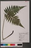 Athyrium virescens Kunze \