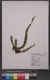 Artemisia lactiflora Wall. 