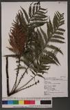 Diploblechnum fraseri (A. Cunn.) DeVol 