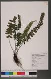 Asplenium normale Don ͪK