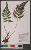 Athyriopsis japonica (Thunb.) Ching \