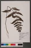 Cornopteris decurrenti-alatum (Hook.) Nakai s