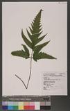 Tectaria subtriphylla (Hook. & Arn.) Copel. Te