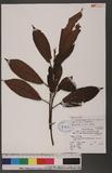 Ficus fistulosa Reinw. ex Blume forma benguetensis (Merr.) Liu & Liao