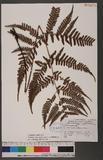 Dryopteris formosana (Christ) C. Chr. OW