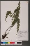 Asplenium normale Don ͪK