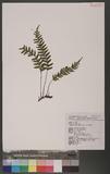 Asplenium cataractarum Rosenst rK