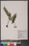 Asplenium cataractarum Rosenst rK