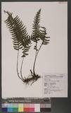 Asplenium cataractarum Rosenst rK