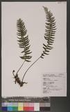 Asplenium cataractarum Rosenst rK