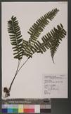 Asplenium cheilsorum Kunze ex Mett ճK